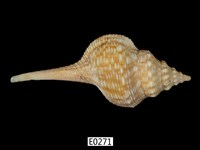 藏品(土豚拳螺)的圖片